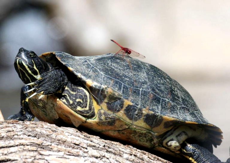 Scissorhands and the dragon