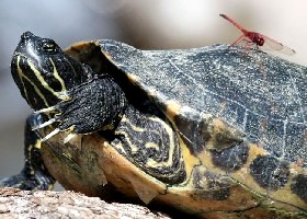 Scissorhands and the Dragon