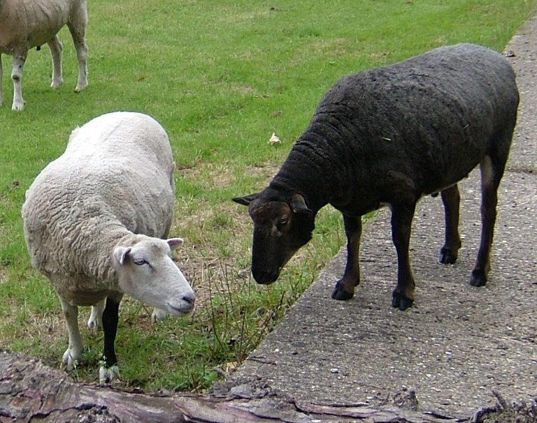 Ewe and Ewe