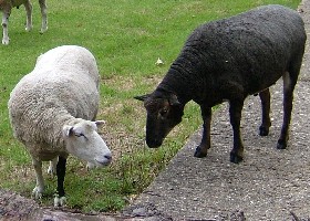 Ewe and ewe