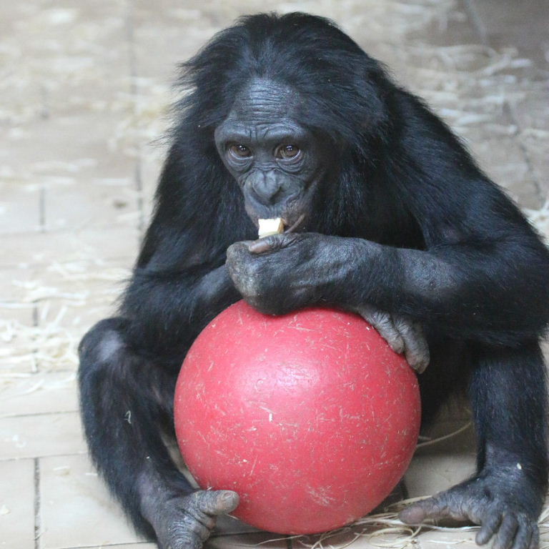 Football chimp