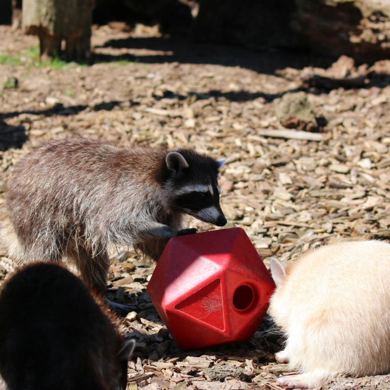 Football raccoons