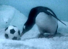 Penguin football