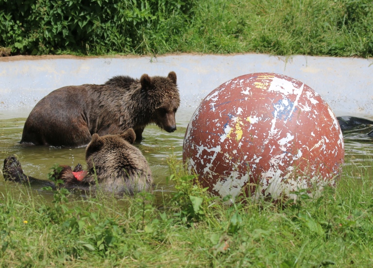 I can't bear to watch penalties
