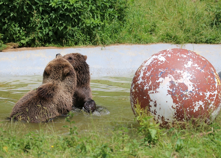 Can't bear to watch penalties