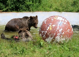 Can't bear penalties