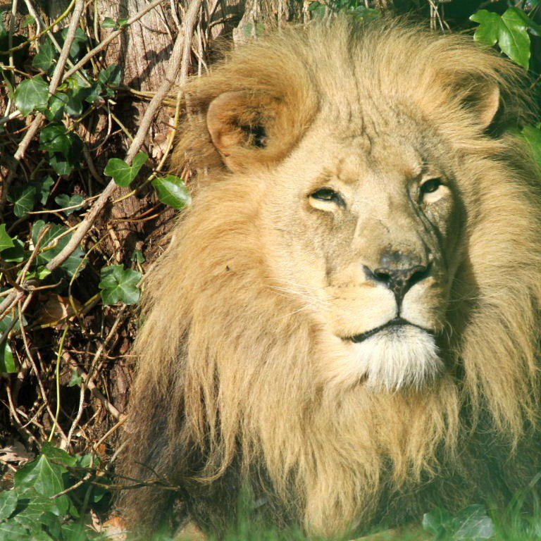 Lion beard