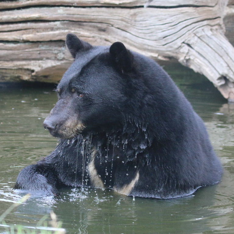 Black Bear in water