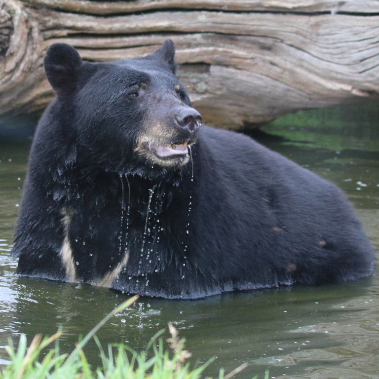 Can't Bear this heat