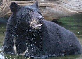 Can't Bear this heat