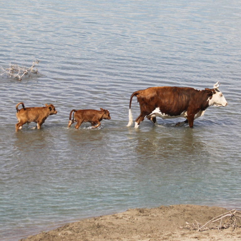 Cows in water