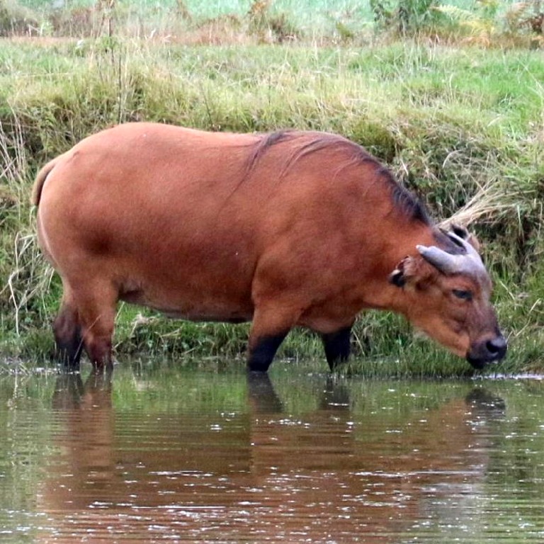 Forest Buffalo in water