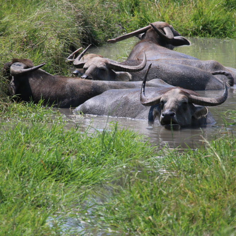 Water Buffalo in water
