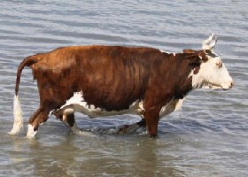 Cow