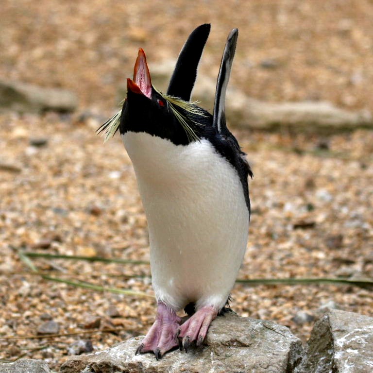 Rockhopper Rocksinger