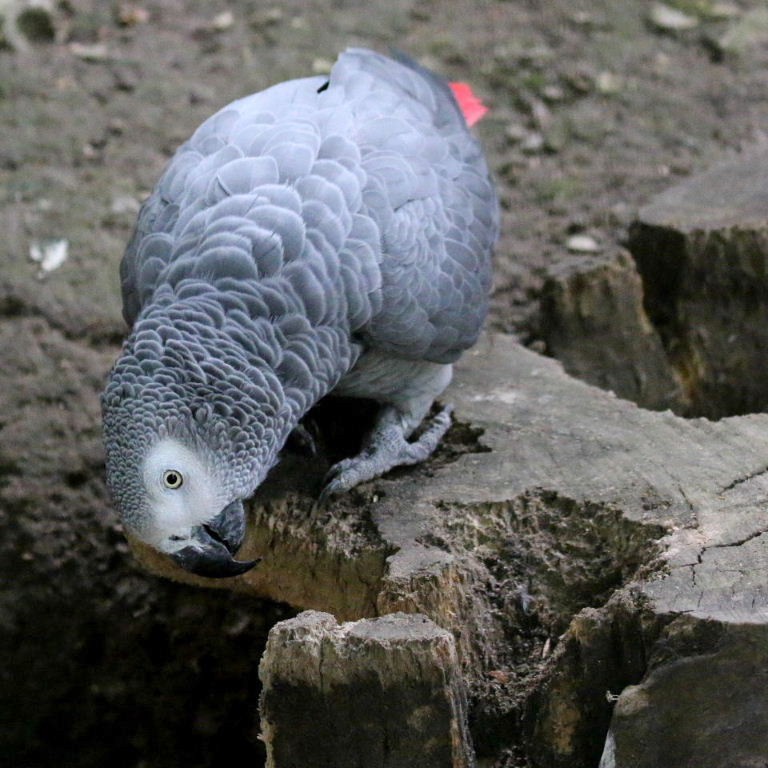 What's grey and has a trunk?