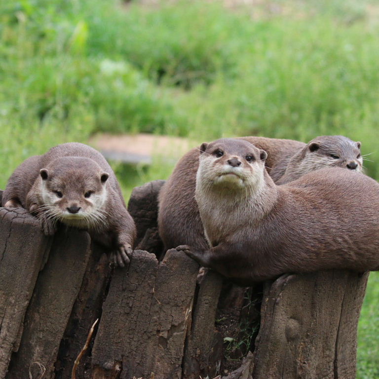 Otterly stumped