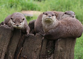 Otterly stumped
