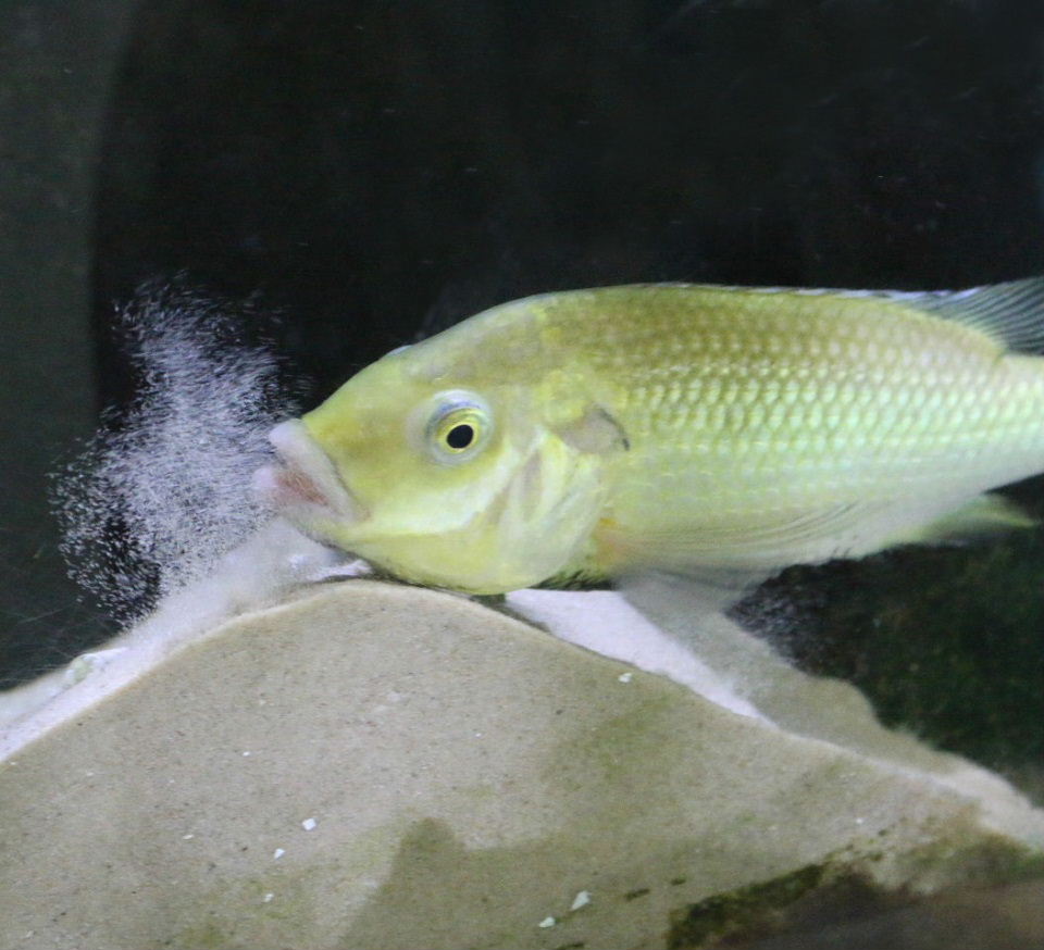Mbo cichlid smoking