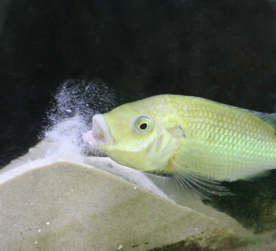 Mbo cichlid smoking