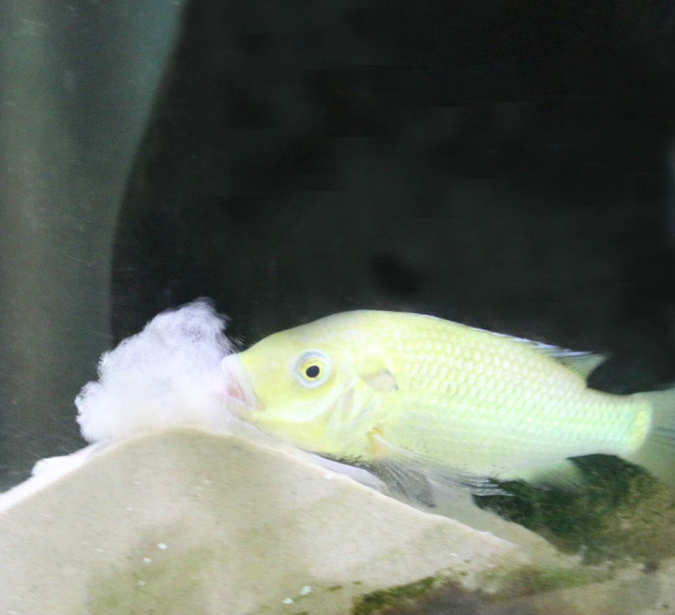 Mbo cichlid smoking