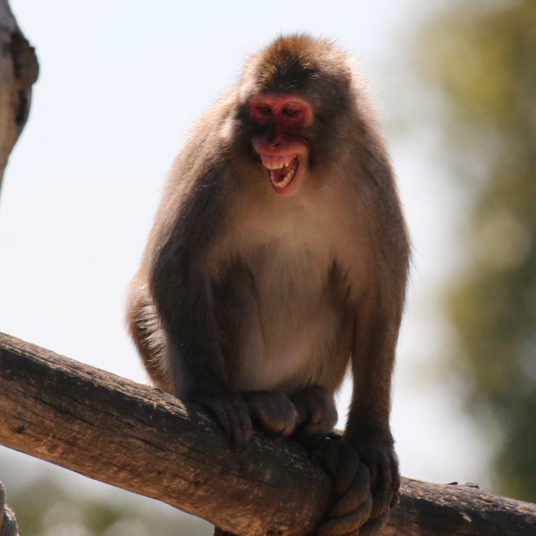 The Joker's menacing laugh