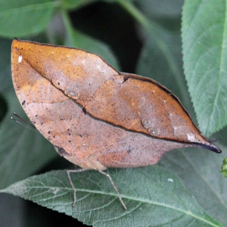 Indian Leaf butterfly