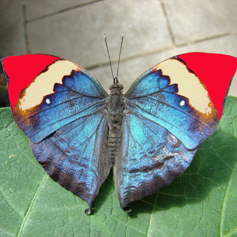 Indian Leaf butterfly altered flag