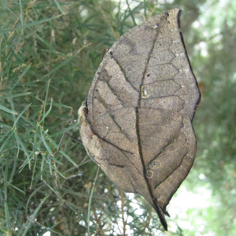 Leaf butterfly