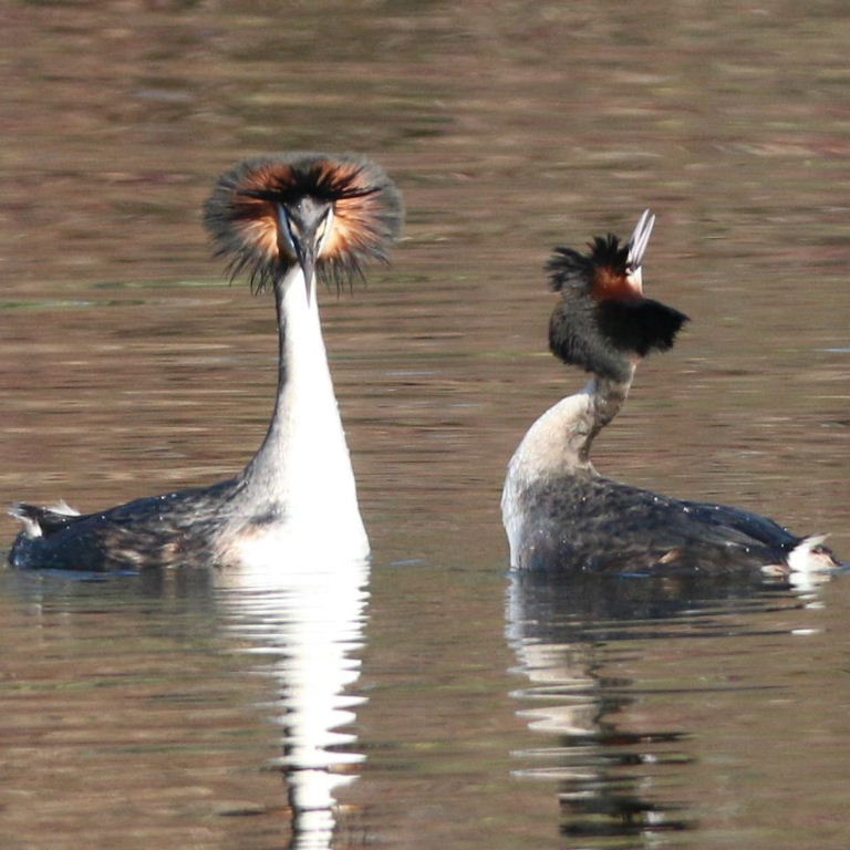 Halloween Grebes