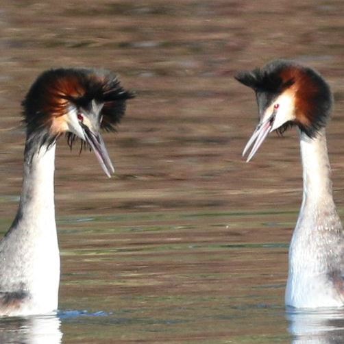 Halloween Grebes