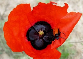 Remembrance Poppy