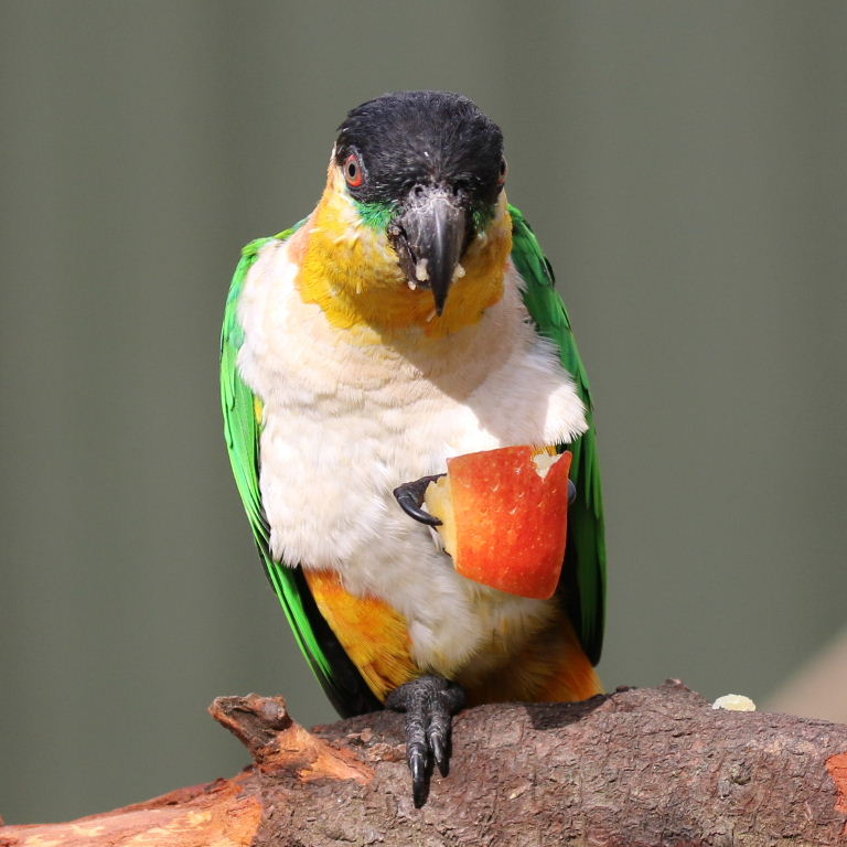 80 percent off Apple