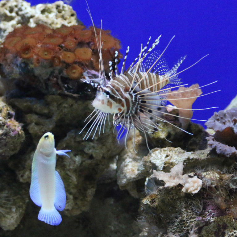 Ragged fin Lionfish and Goby godmother