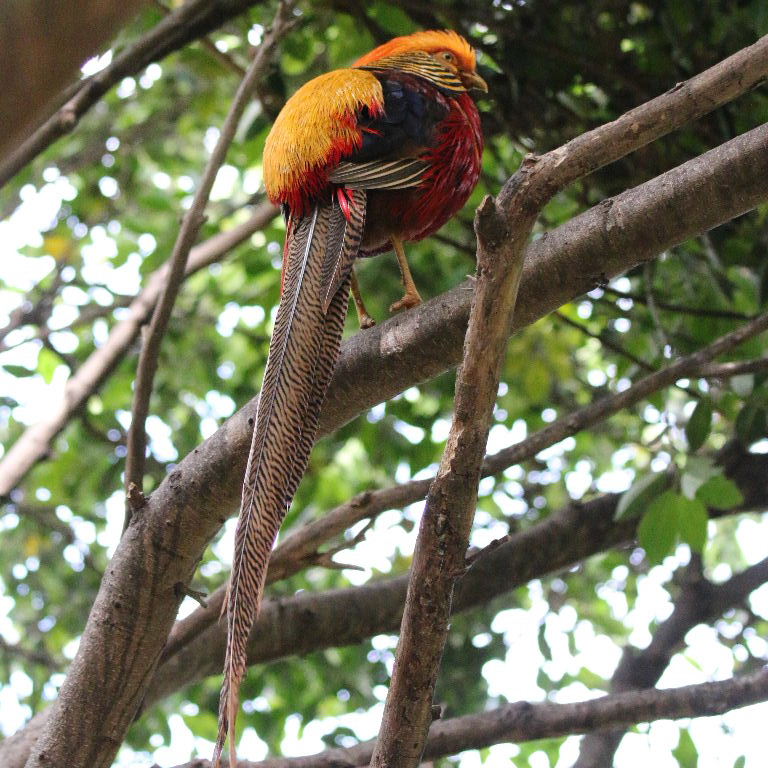 pheasant in tree