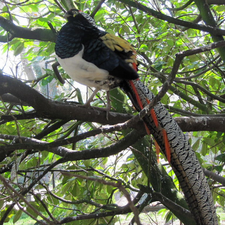 pheasant in tree