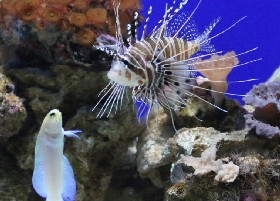 Ragged fin lionfish