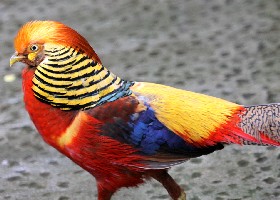 Pheasant