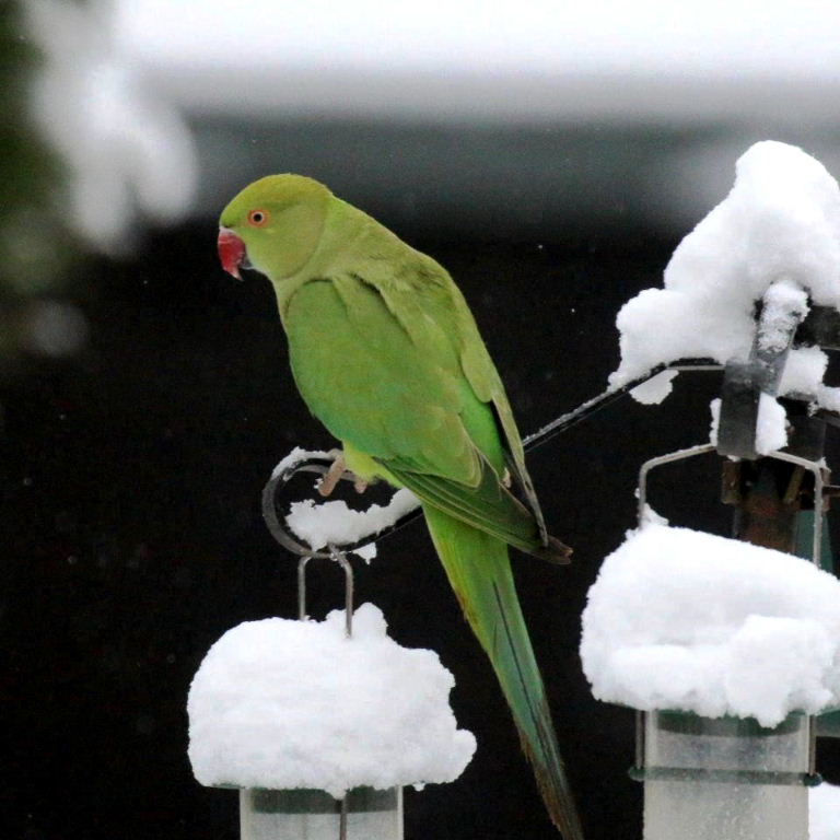 Parakeet in snow