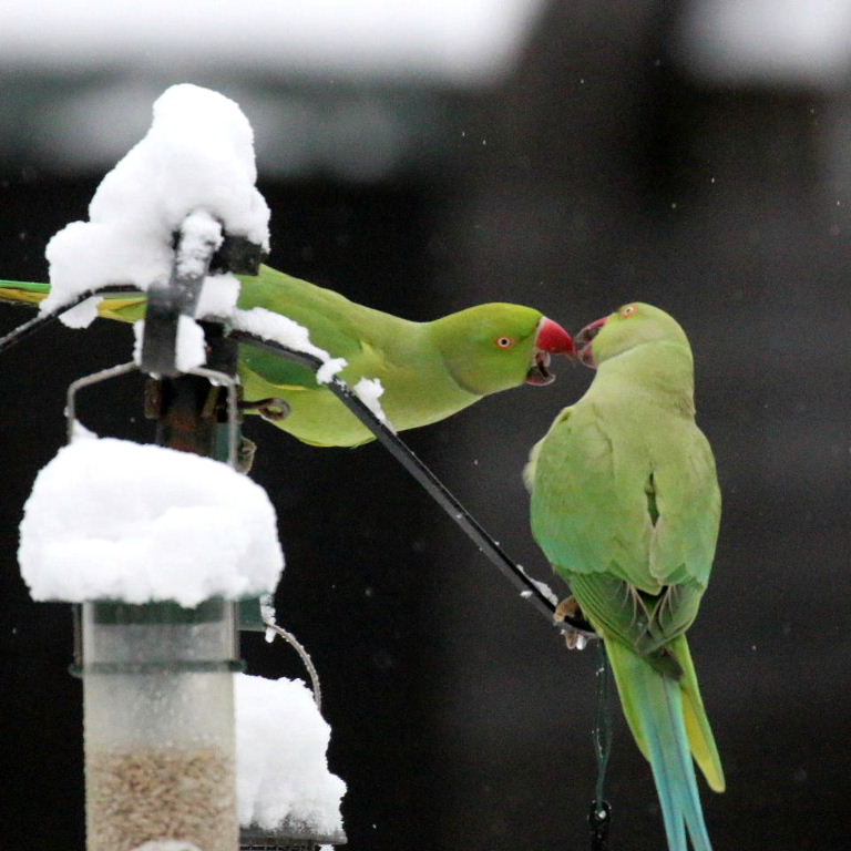 Parakeets in snow
