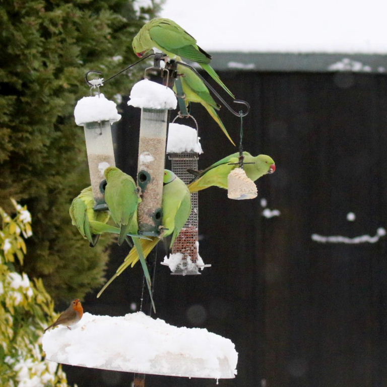 Parakeets in snow