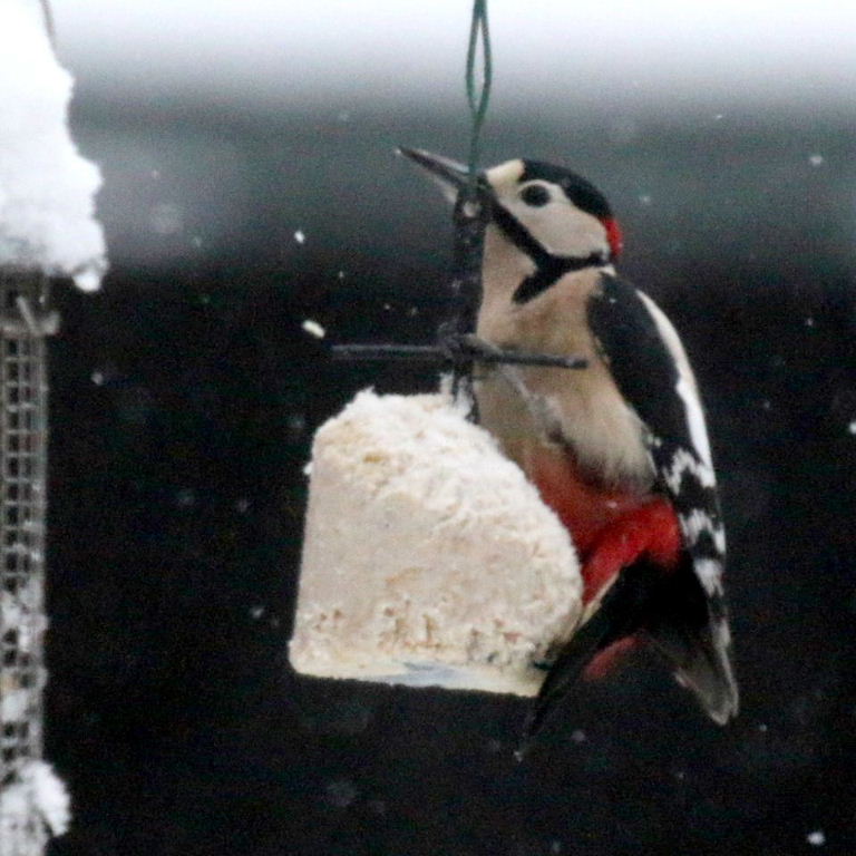 Woodpecker in snow
