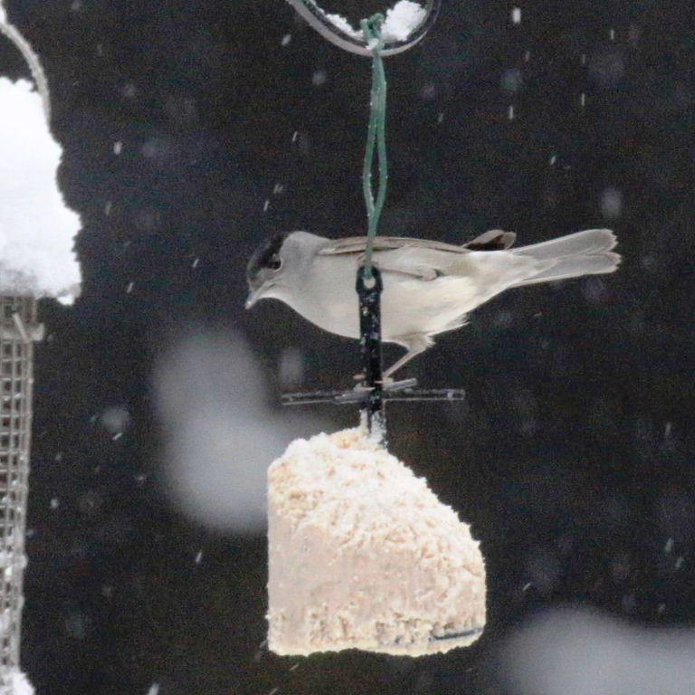 Blackcap on feeder in snow