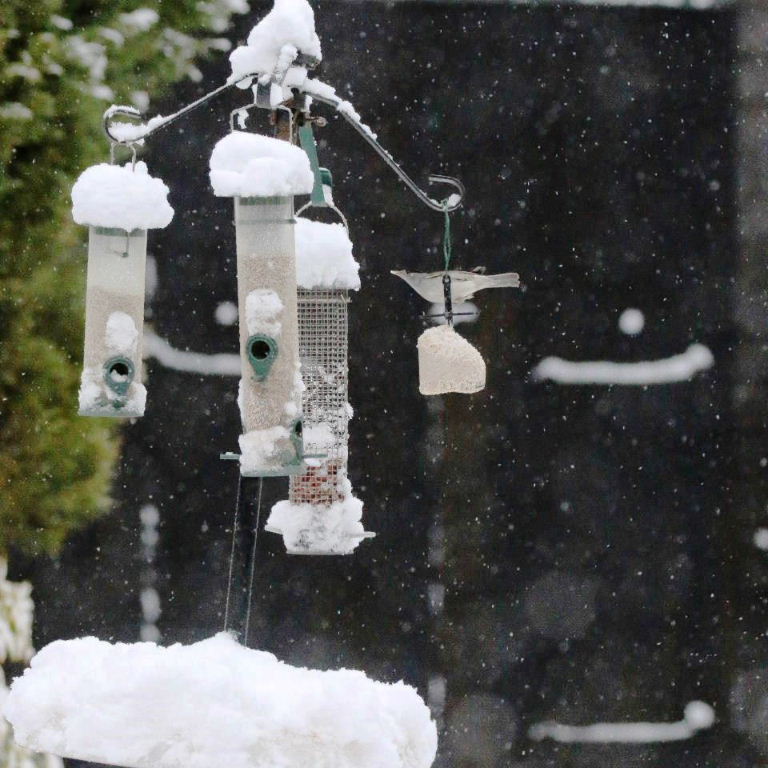 Blackcap in snow