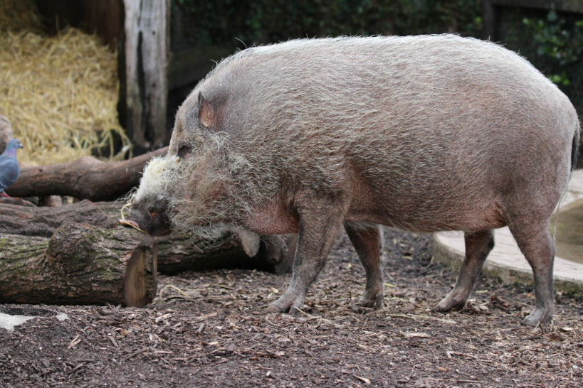 Bearded Pig
