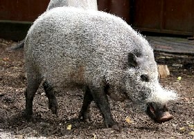 Bearded Pig