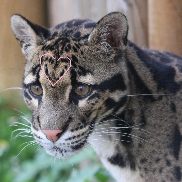 Clouded Leopard with heart on face