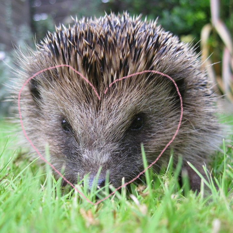 Hedgehog with heart on face