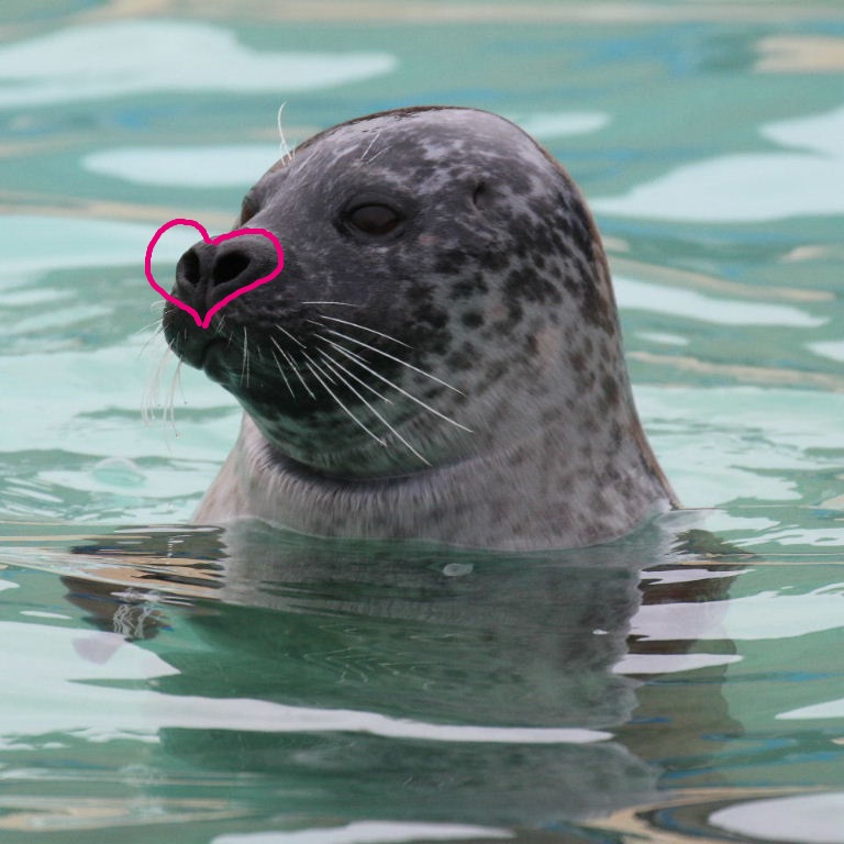 Seal with heart on face