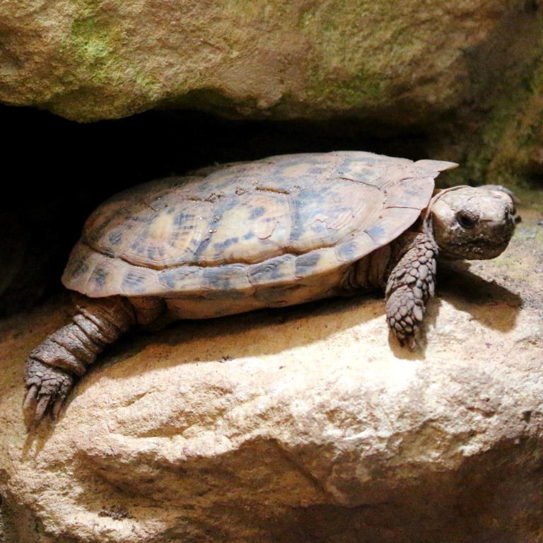 Pancake tortoise